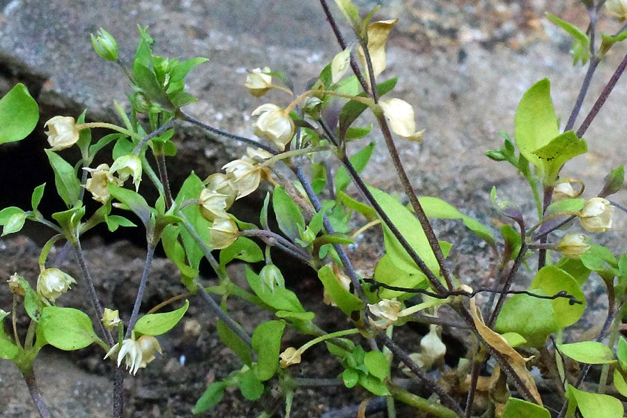 Moehringia trinervia / Moehringia a tre nervi